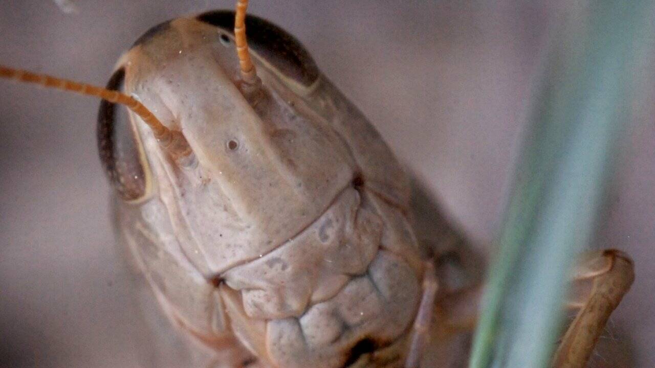 Hype um eine Delikatesse: Heuschrecken-Saison in Uganda