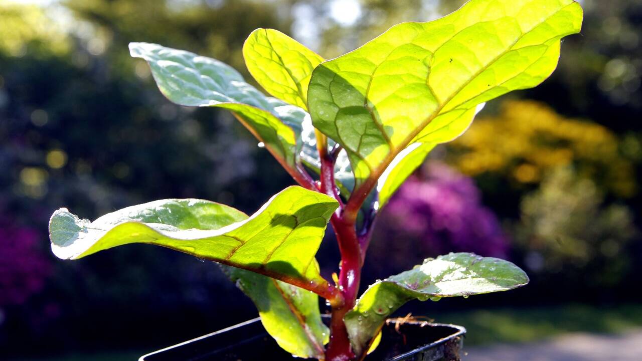 Auch der Botanische Garten der Universität Salzburg lädt zum Gratisbesuch.  