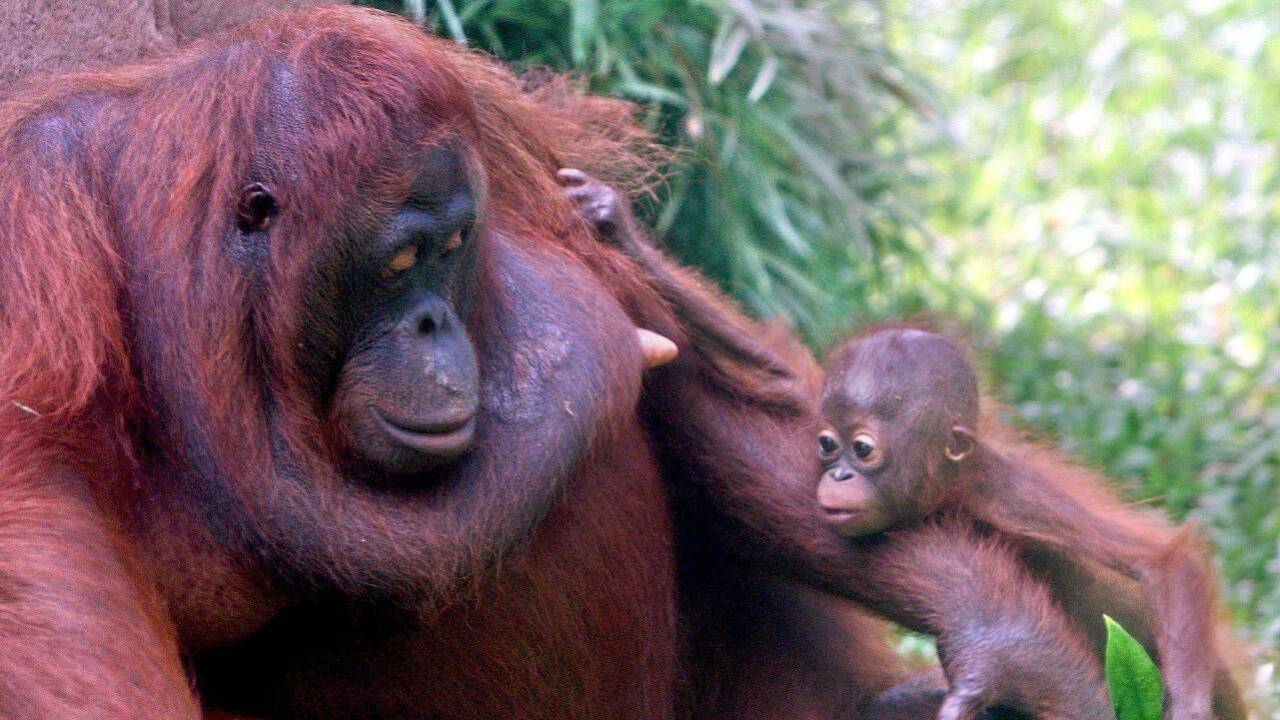 Der wohl älteste Orang-Utan der Welt lebt nicht mehr