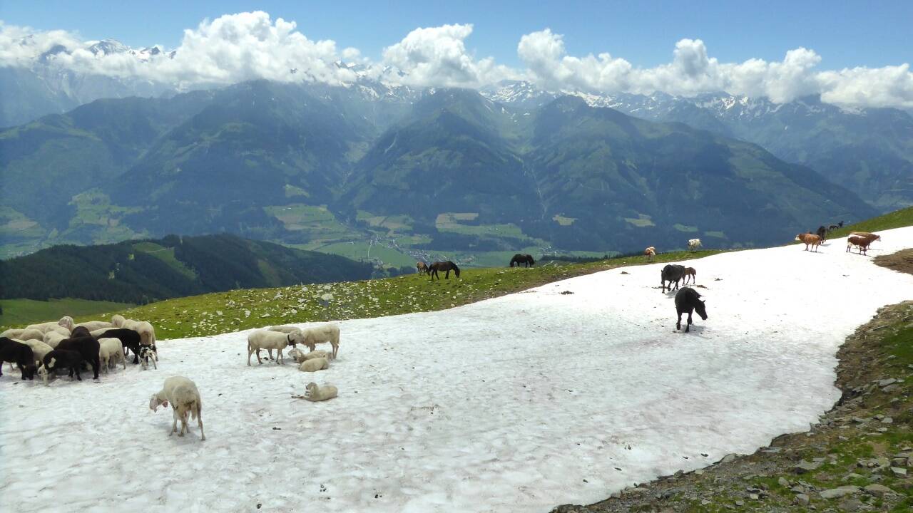 Kühler Platz an heißen Tagen. Die Almtiere am Gernkogel wissen sich zu helfen. 