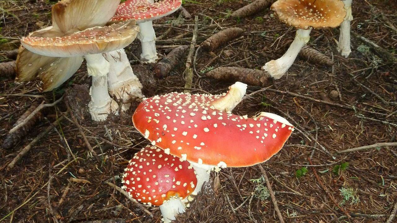 Warum sind Fliegenpilze giftig?