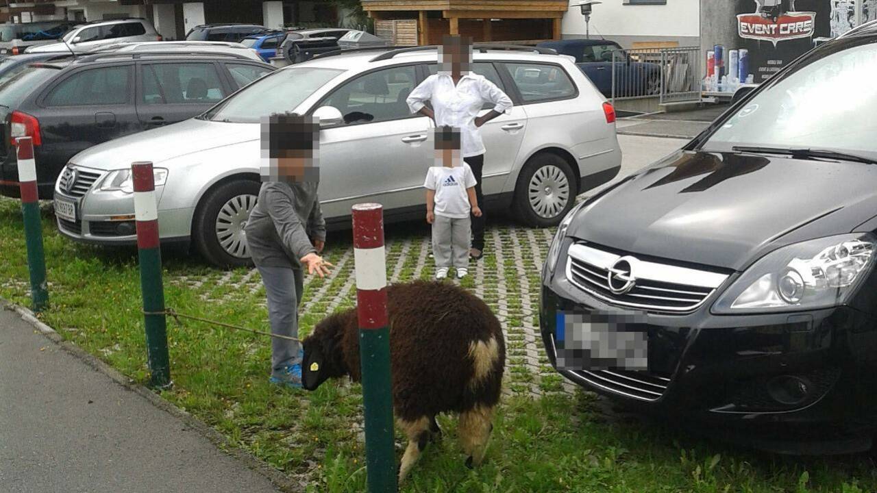 Arabische Urlauber wollten Schaf schächten lassen