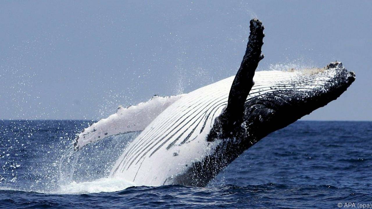 Japans Walfangflotte tötete 115 Meeressäuger