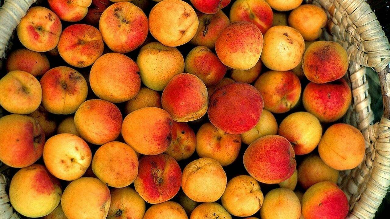 Feste zur Marillenernte in der Wachau | SN.at