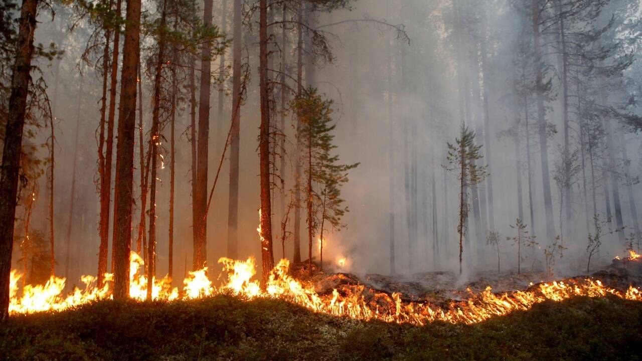 Waldbrand in Karbole (Schweden). 