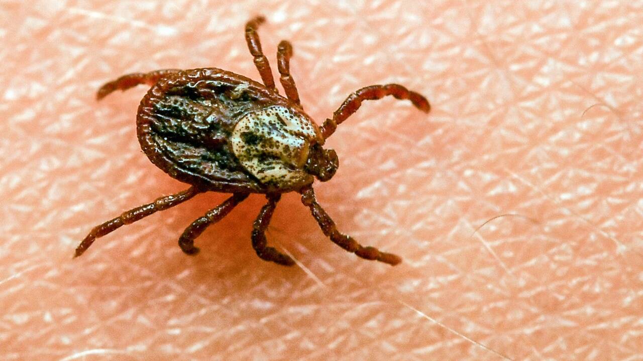 Zecken übertragen gefürchtete Krankheiten wie FSME oder Borreliose.   Zecken übertragen gefürchtete Krankheiten wie FSME oder Borreliose.