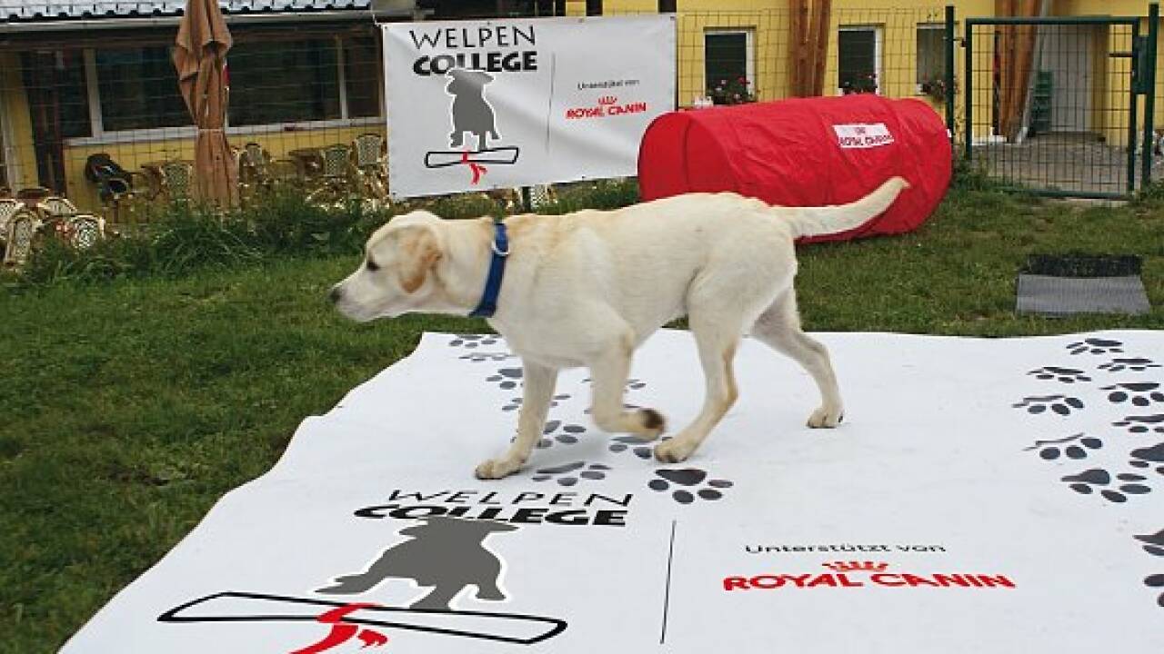 Die zehn beliebtesten Hundenamen der Österreicher