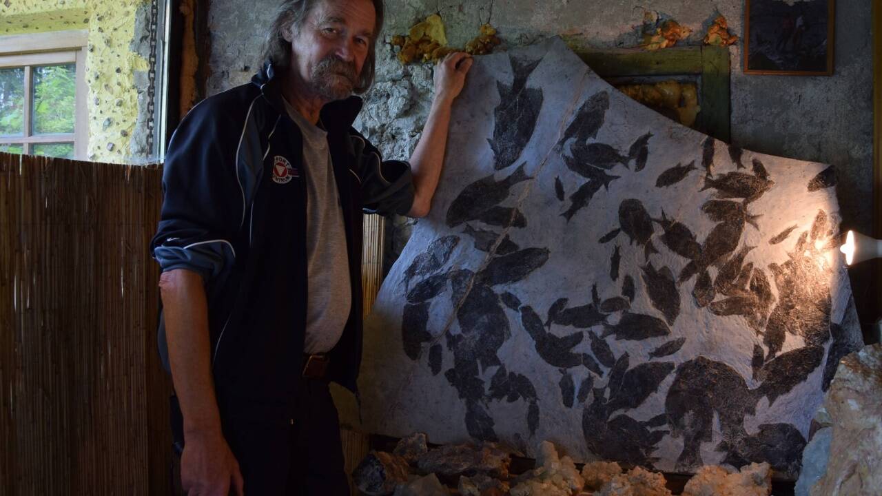 Gerhard Wolf mit seiner neuesten Attraktion, einer Fischplatte mit über 100 Fisch-Fossilien. 