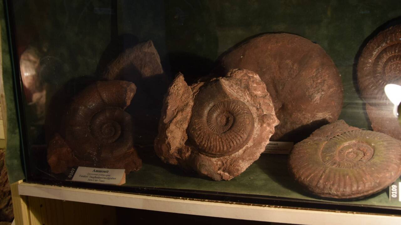Schnecken-Fossilien aus Wolfs Sammlung 