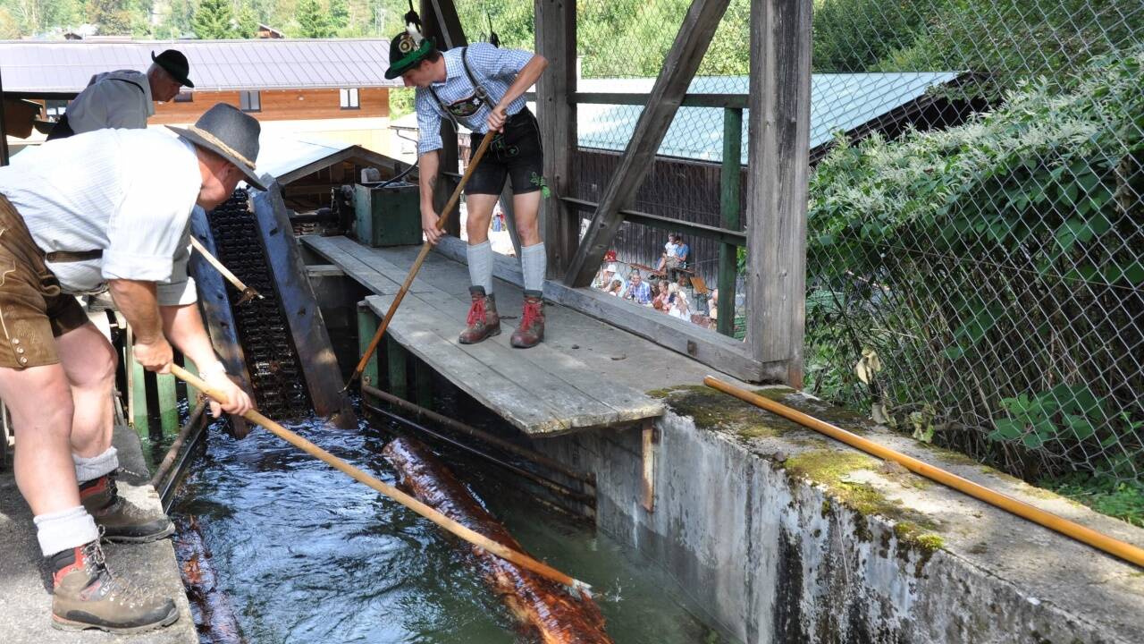 Die Holzknechte empfangen die Baumstämme am Triftplatz.  