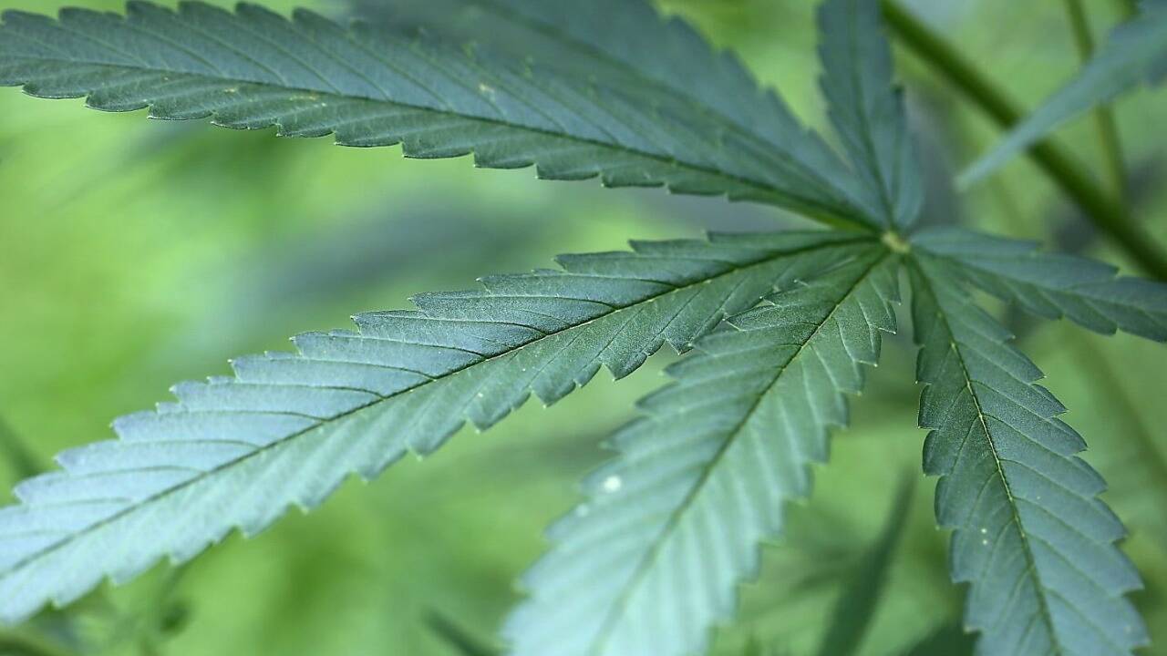 Wird es bald eine Cannabis-Coke geben? 