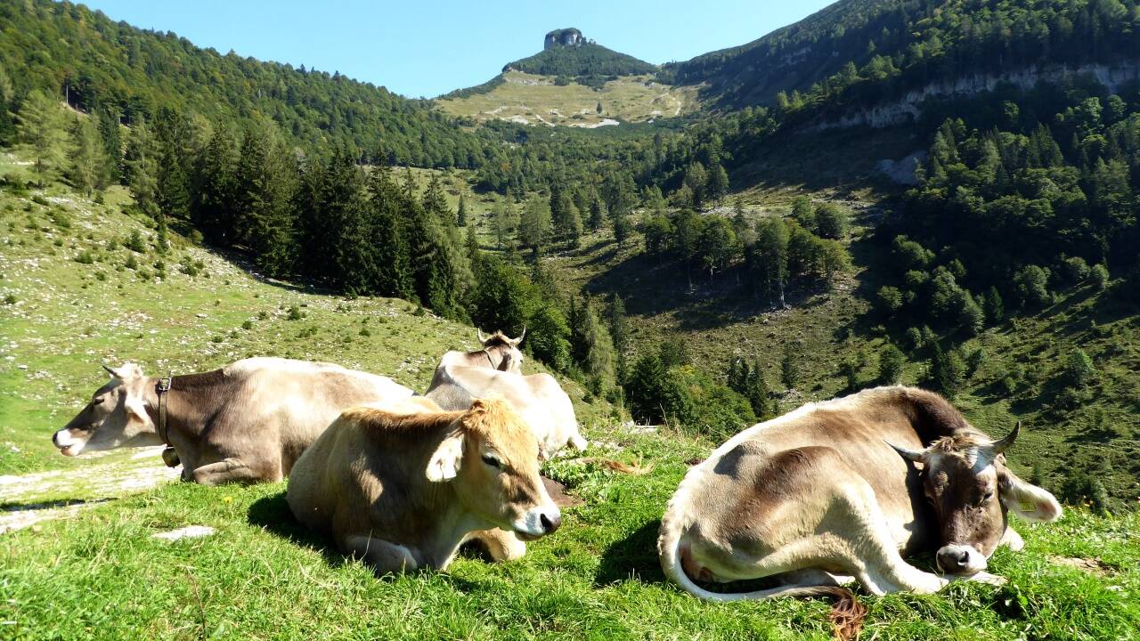 Das Gebiet des Schmittensteins und seiner dort im Sommer aufhältigen Bewohner. 