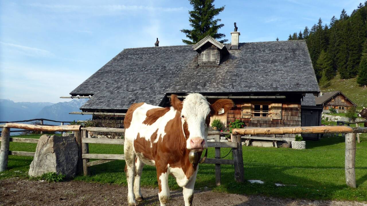 Der erste Almsommer auf der Tenneralm geht bald zu Ende! 