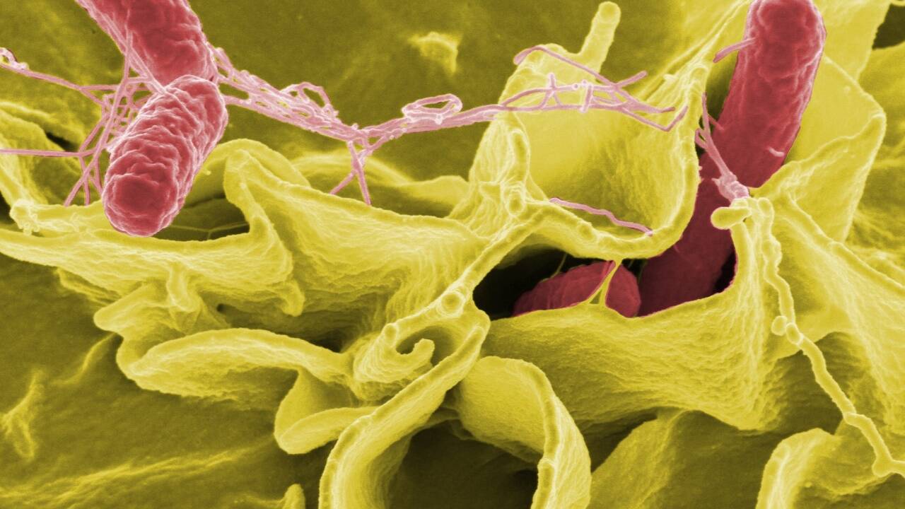 Enterobakterien sind an sich harmlose Darmbakterien. Es sei denn, sie legen sich eine Waffe gegen Antibiotika zu. 