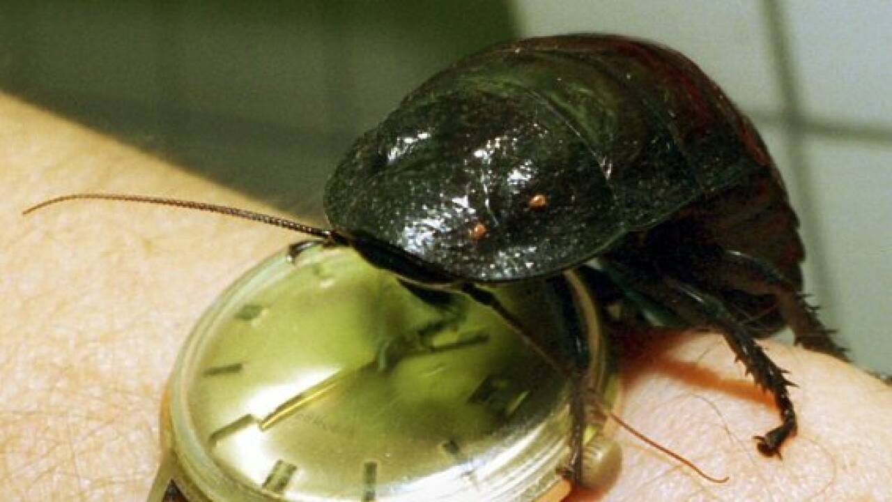 Zwei Zentimeter große Kakerlake aus Ohr entfernt Zwei Zentimeter große Kakerlake aus Ohr entfernt