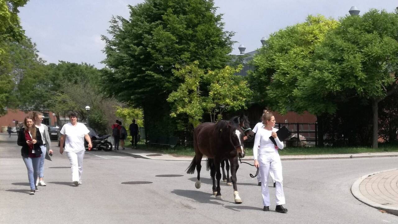 Die Tiere genießen großen Auslauf und werden täglich von den Studenten gepflegt.  