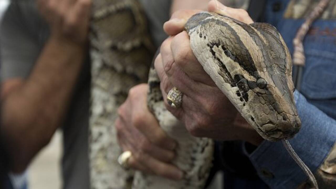 Python erwürgt Wachmann auf Bali