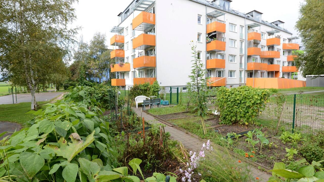 Garteln in Maxglan: Beetanlage in der sanierten Richard-Knoller-Siedlung.  