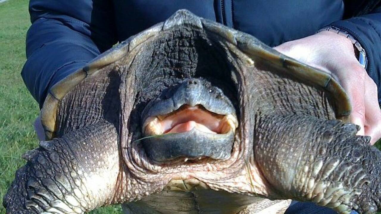 Alligator-Schildkröte biss Buben in Bayern