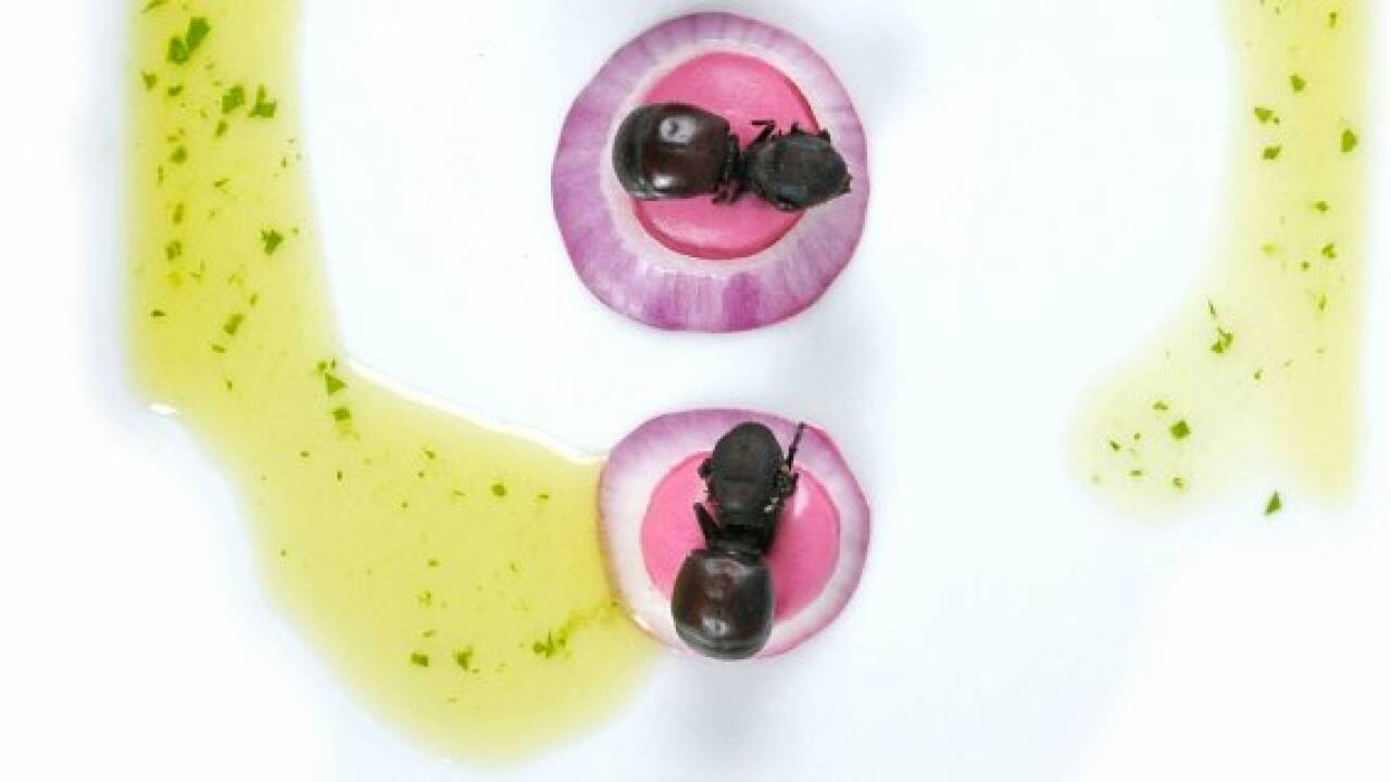 Ameisen sind zum Essen da