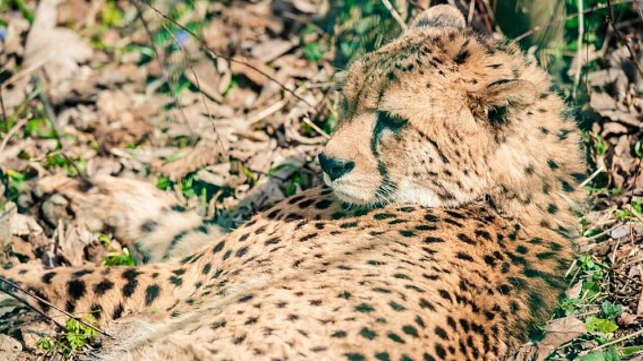 Zoo Salzburg: Geparden sind zurück im neuen Gehege
