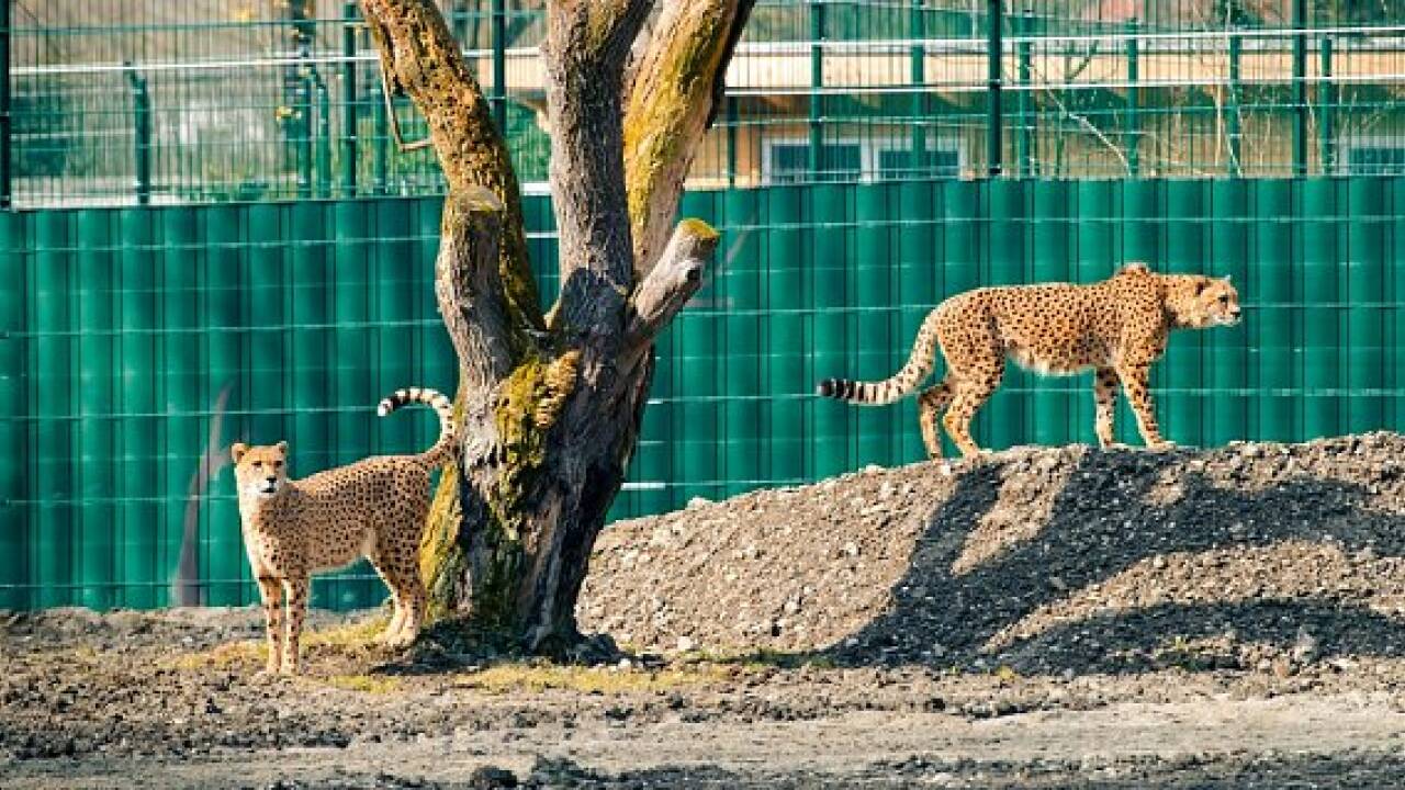 Zoo Salzburg: Geparden sind zurück im neuen Gehege