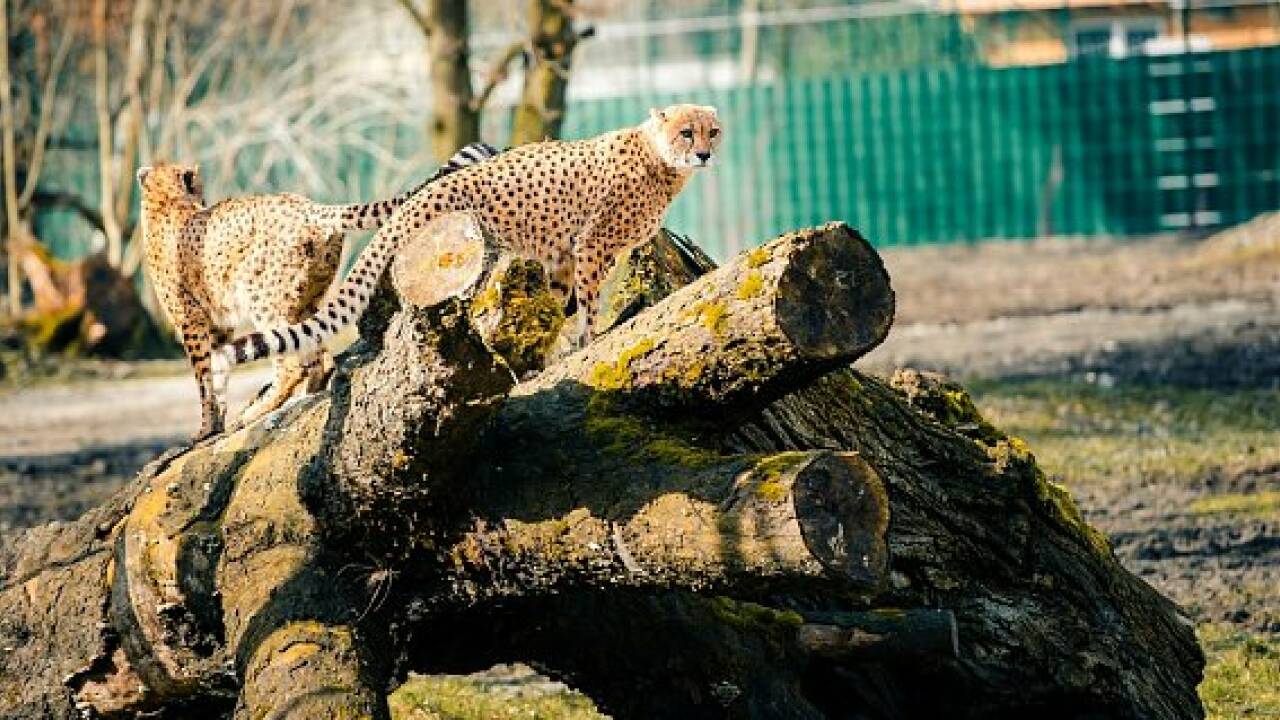 Zoo Salzburg: Geparden sind zurück im neuen Gehege