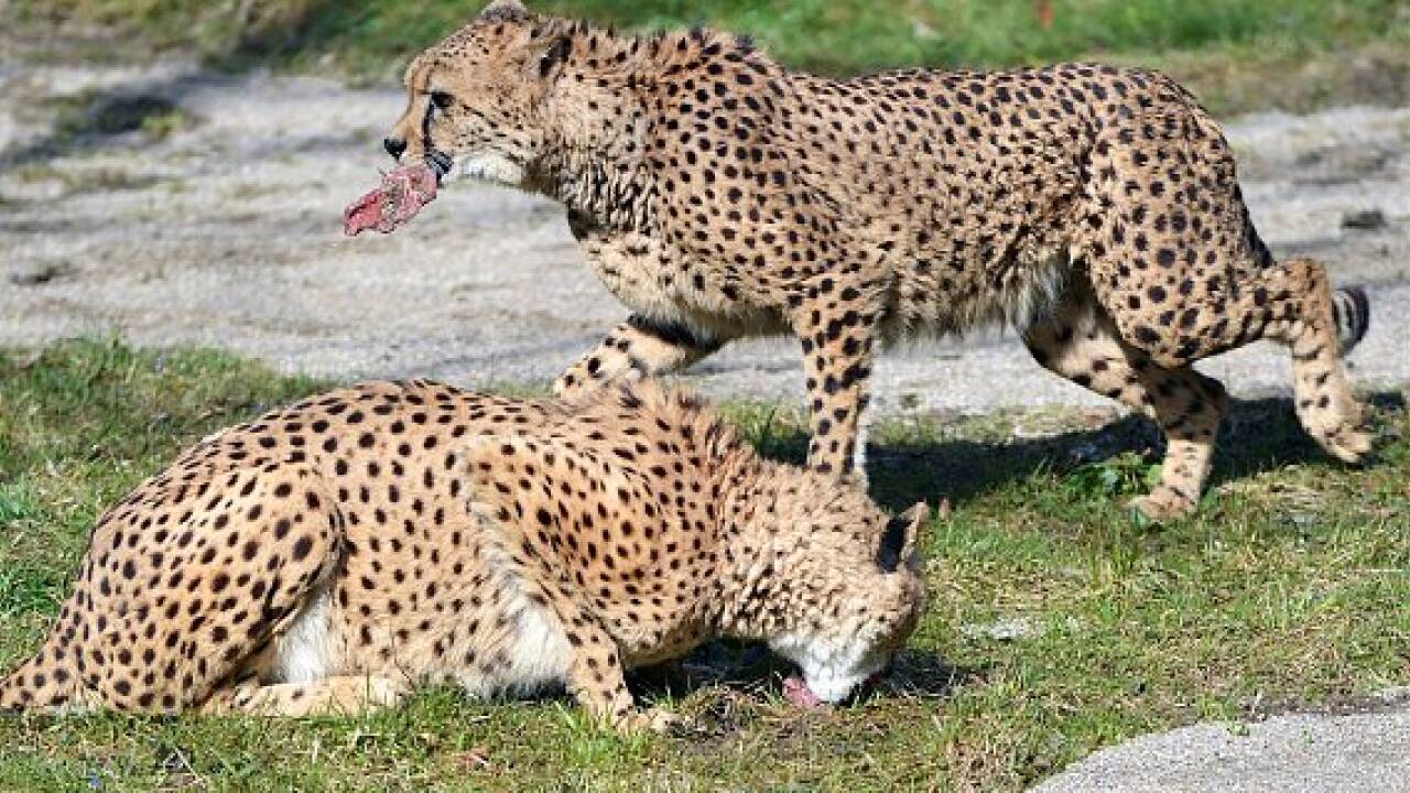 Zoo Salzburg: Geparden sind zurück im neuen Gehege