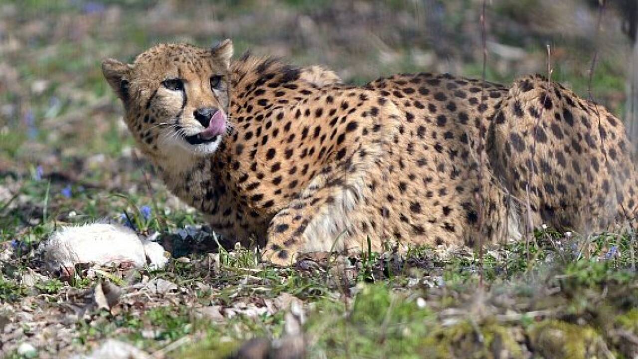 Zoo Salzburg: Geparden sind zurück im neuen Gehege