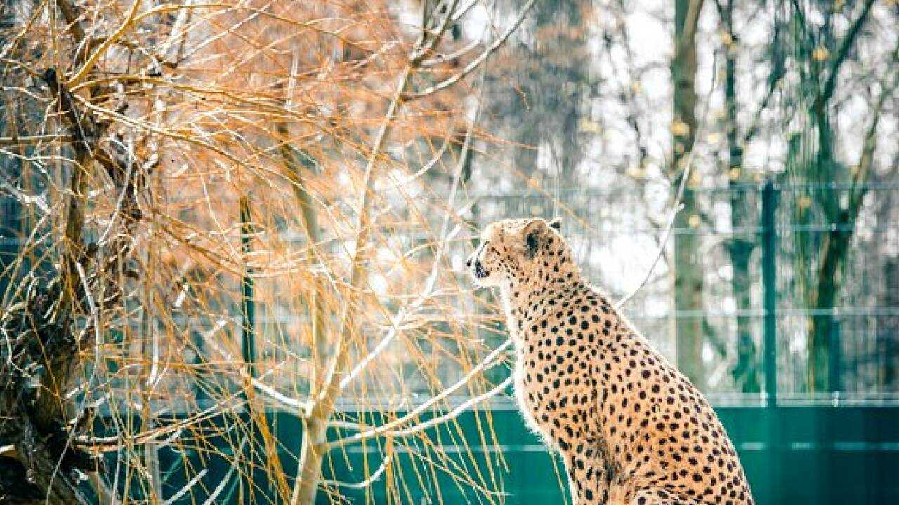 Zoo Salzburg: Geparden sind zurück im neuen Gehege