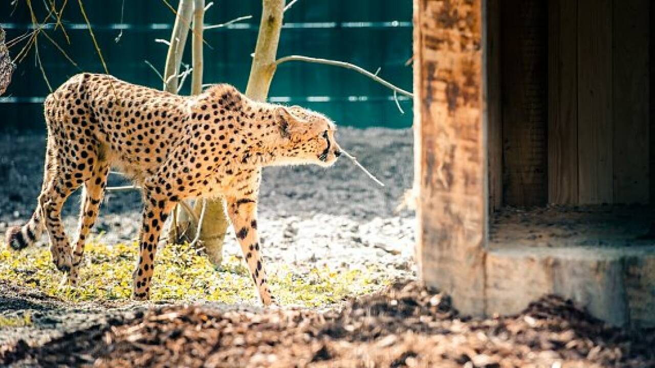 Zoo Salzburg: Geparden sind zurück im neuen Gehege