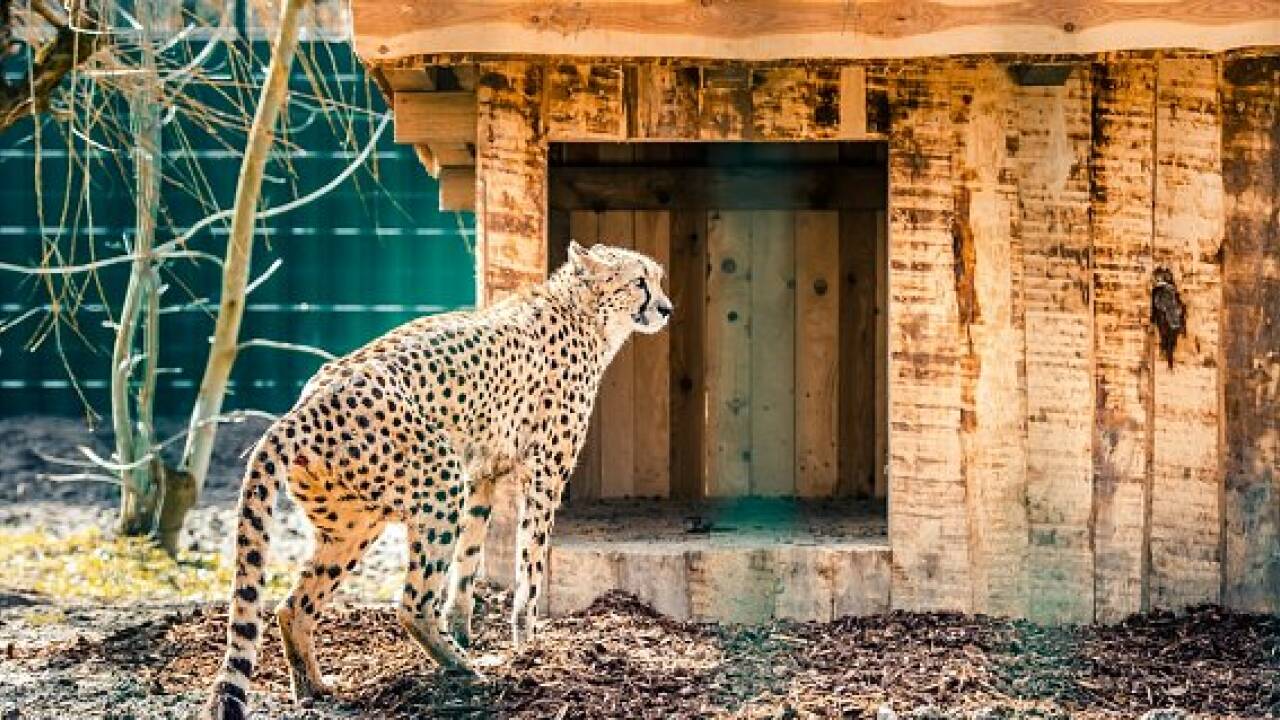Zoo Salzburg: Geparden sind zurück im neuen Gehege