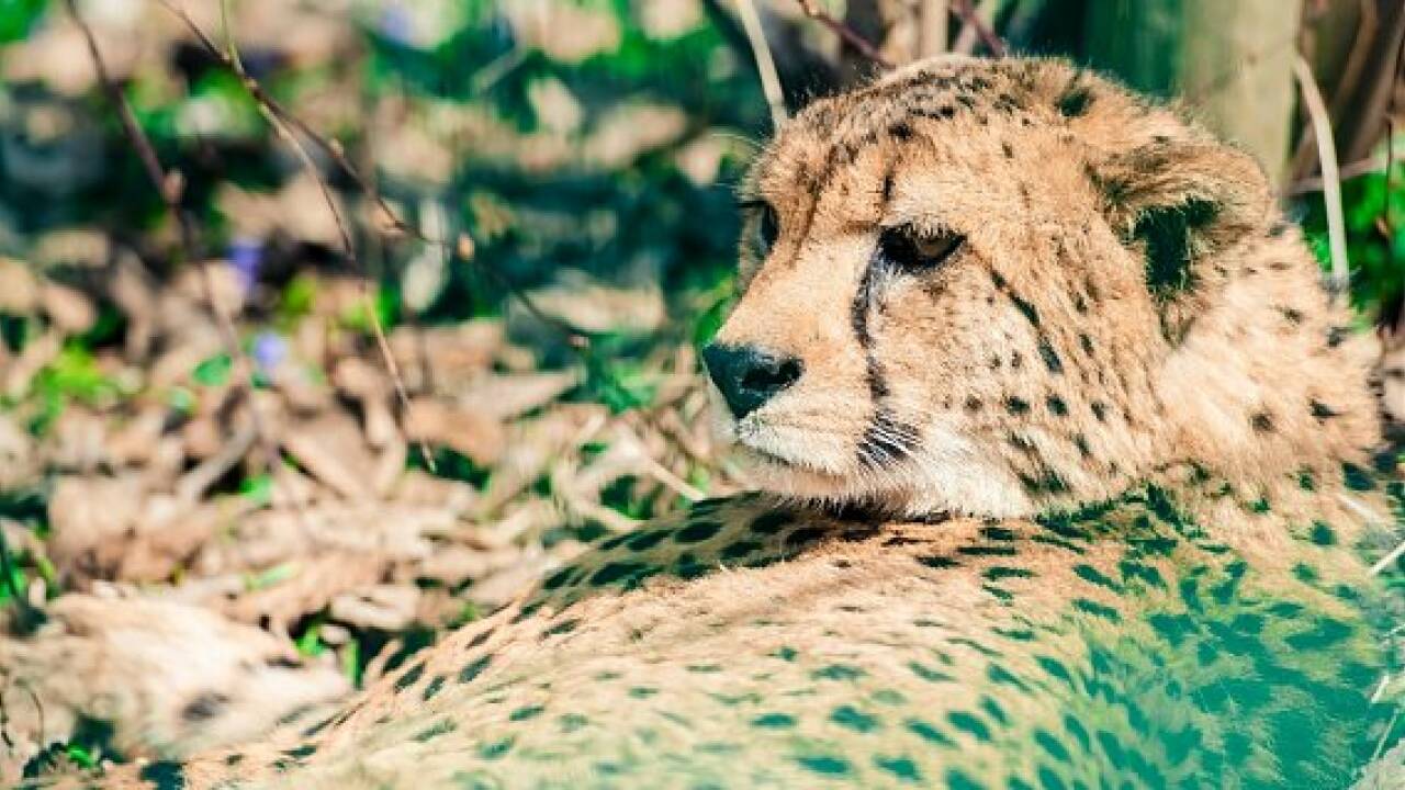 Zoo Salzburg: Geparden sind zurück im neuen Gehege