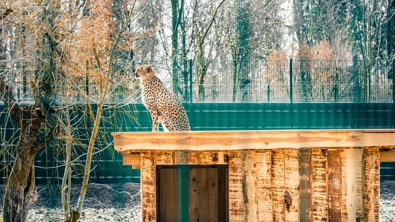 Zoo Salzburg: Geparden sind zurück im neuen Gehege