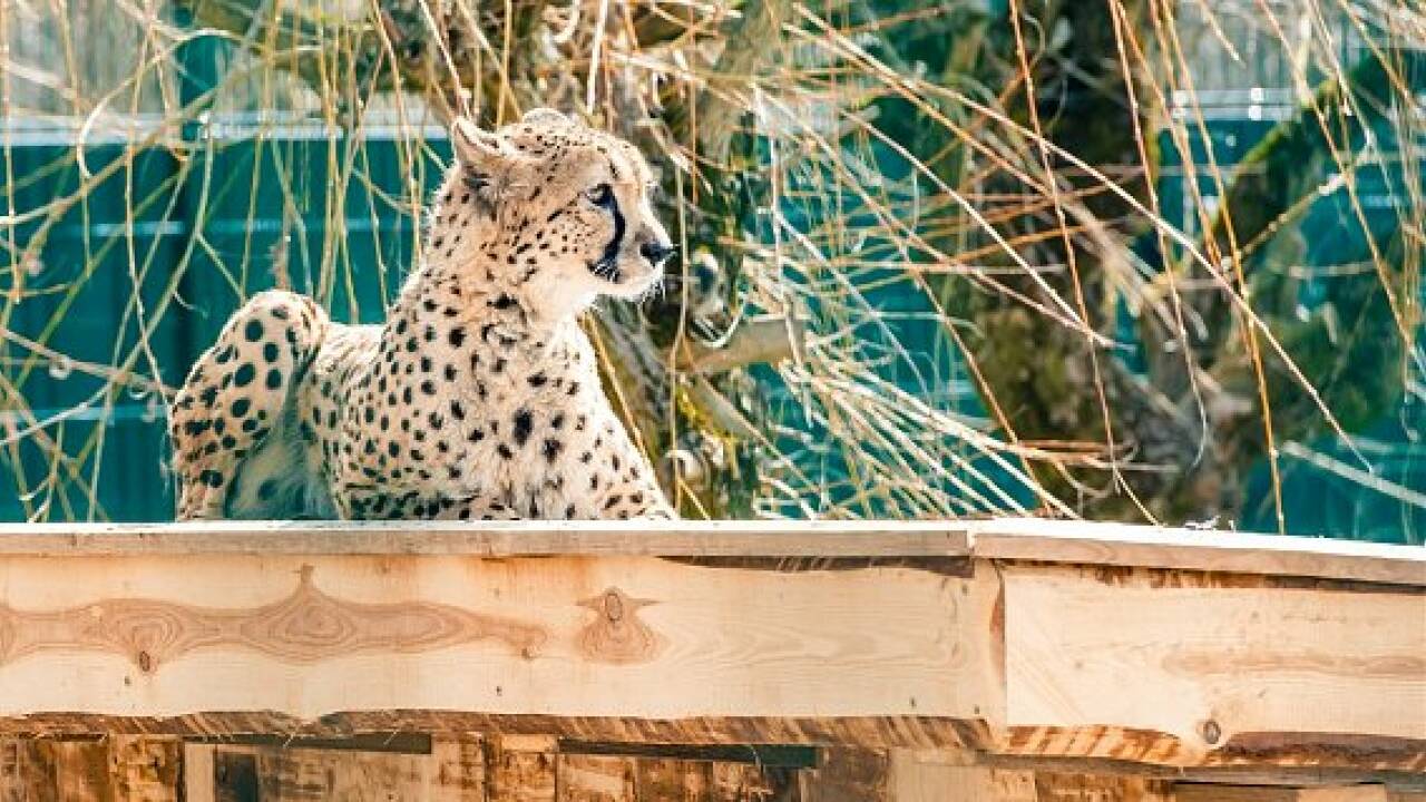 Zoo Salzburg: Geparden sind zurück im neuen Gehege