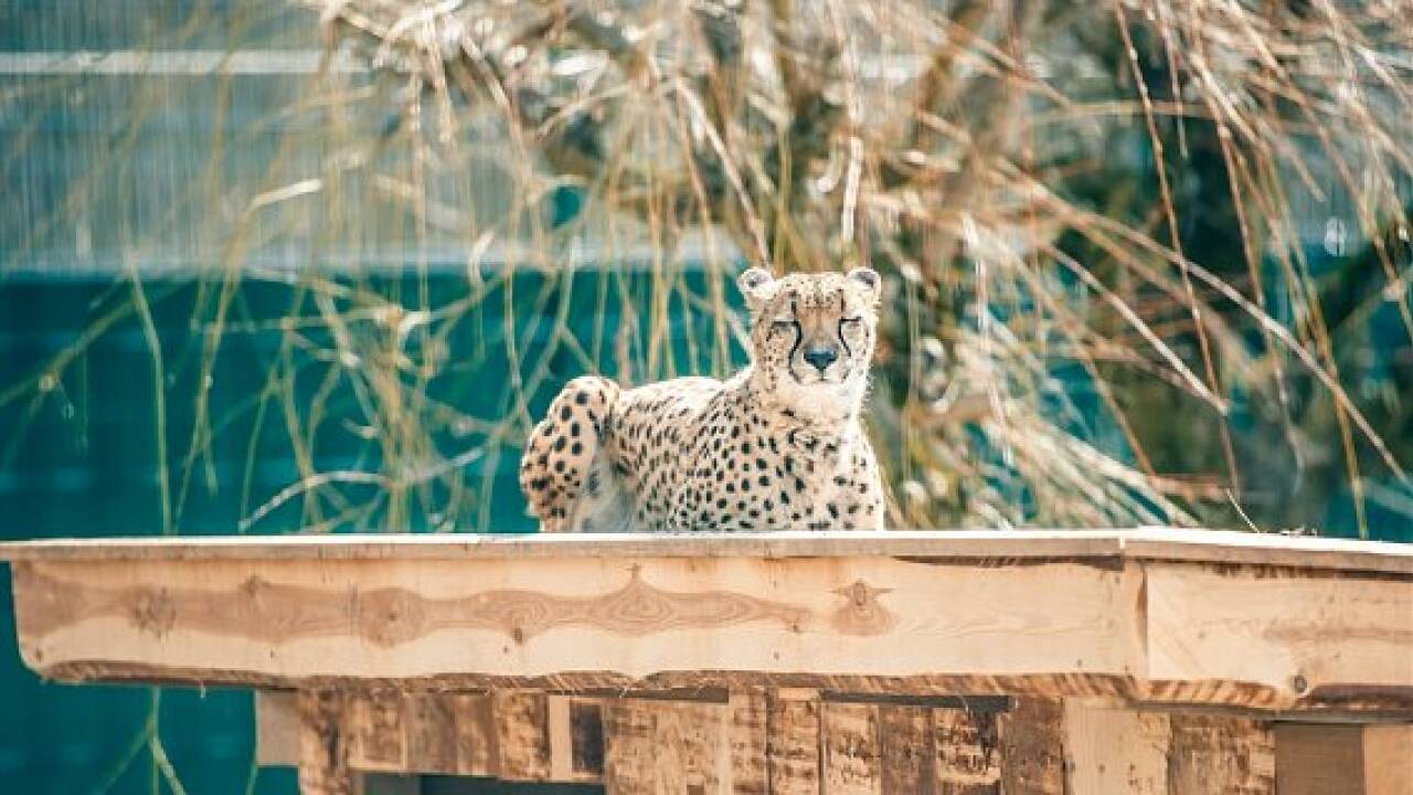 Zoo Salzburg: Geparden sind zurück im neuen Gehege