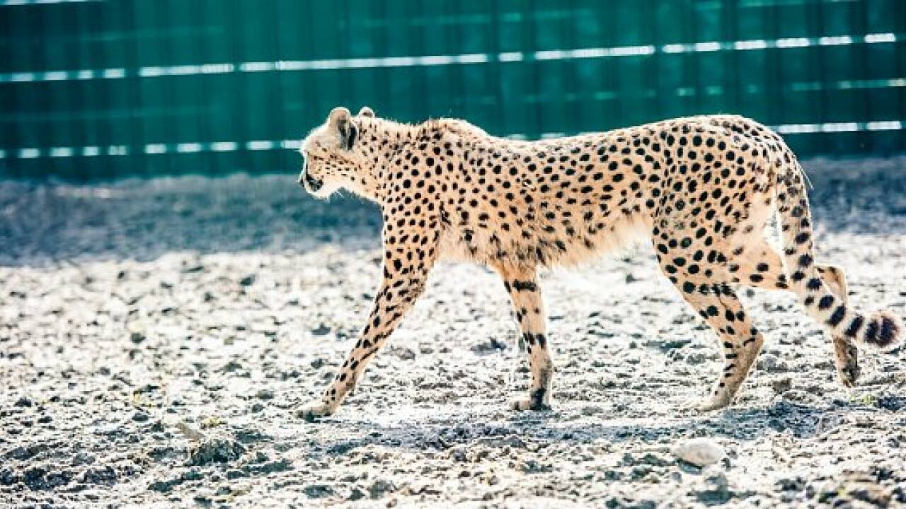 Zoo Salzburg: Geparden sind zurück im neuen Gehege