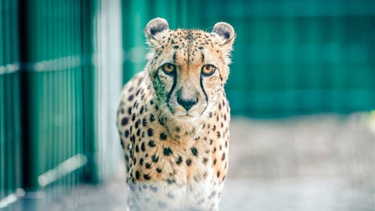 Zoo Salzburg: Geparden sind zurück im neuen Gehege