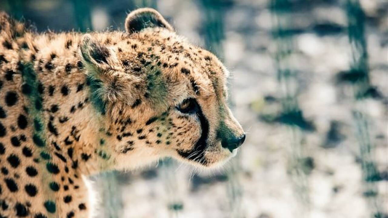 Zoo Salzburg: Geparden sind zurück im neuen Gehege
