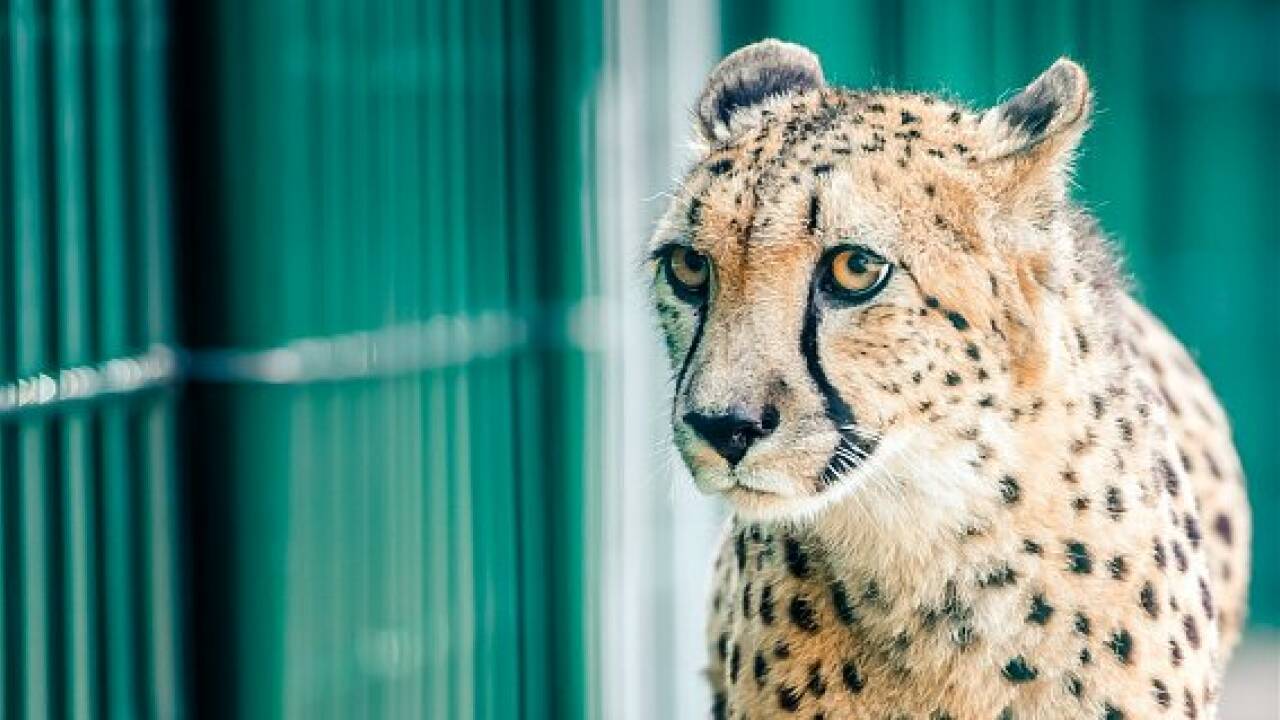 Zoo Salzburg: Geparden sind zurück im neuen Gehege