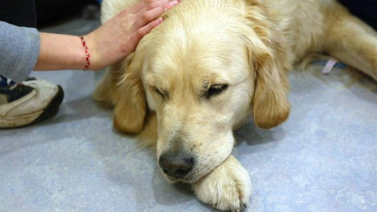 Australischer Golden Retriever bellt rekordmäßig laut Australischer Golden Retriever bellt rekordmäßig laut