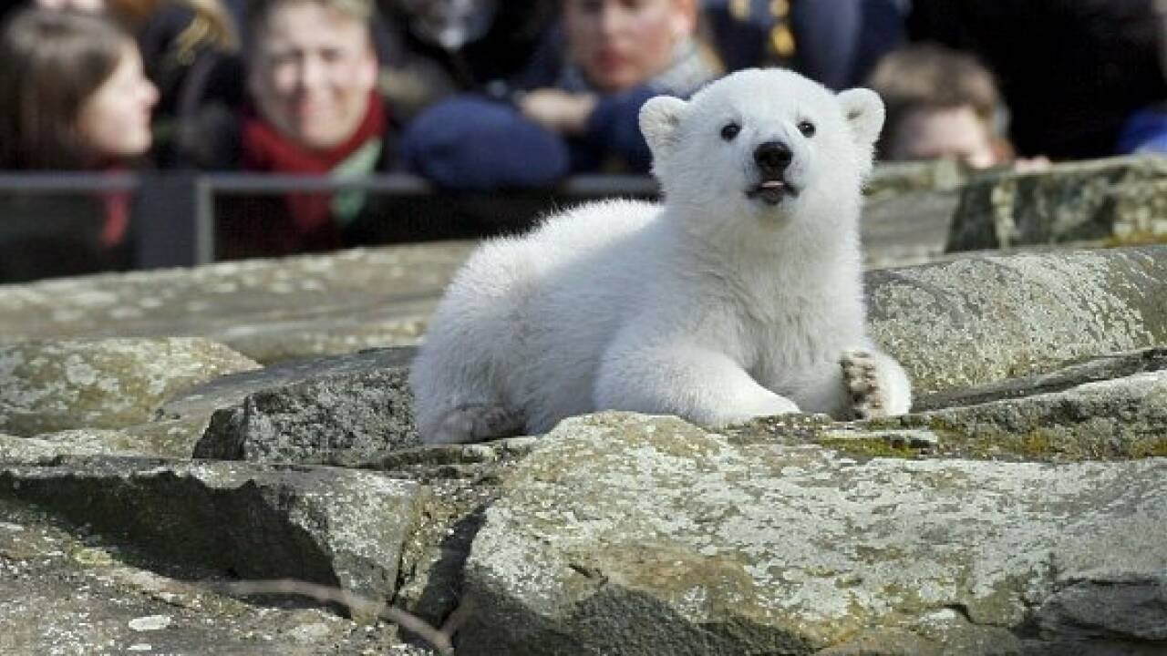 Eisbär Knut als Präparat in Berliner Museum