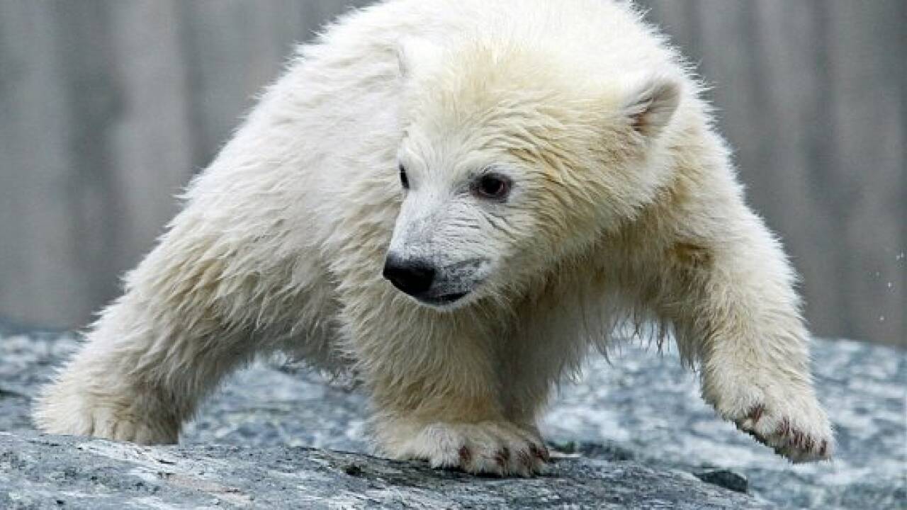 Eisbär Knut als Präparat in Berliner Museum