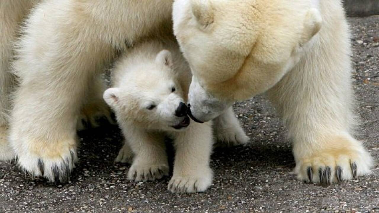 Eisbär Knut als Präparat in Berliner Museum