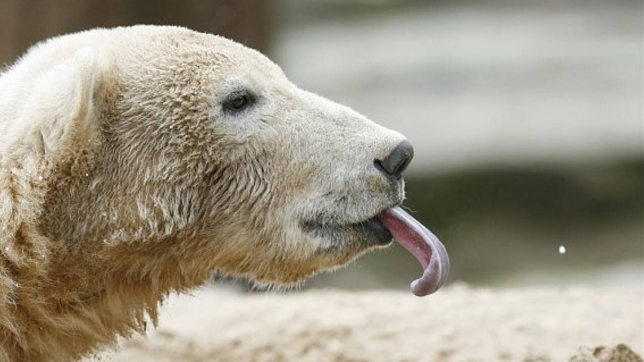 Eisbär Knut als Präparat in Berliner Museum