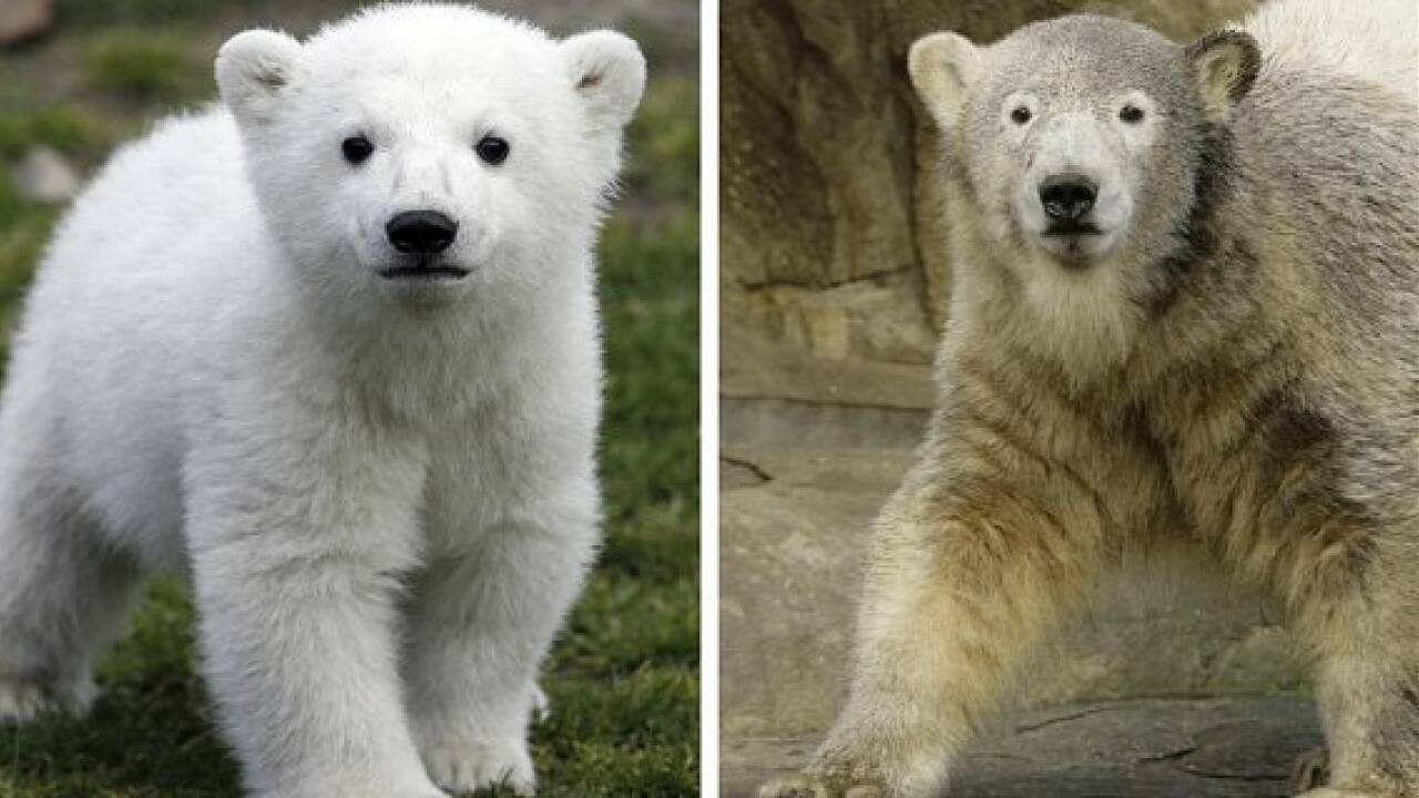 Eisbär Knut als Präparat in Berliner Museum