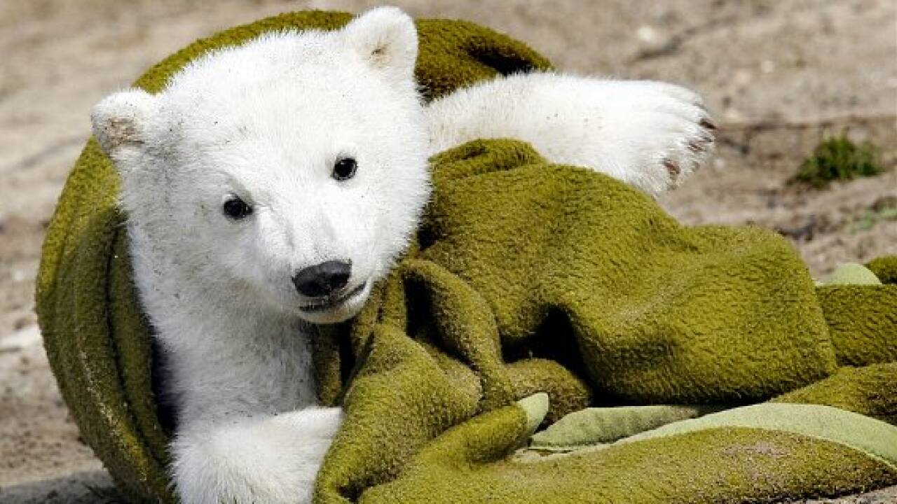 Eisbär Knut als Präparat in Berliner Museum