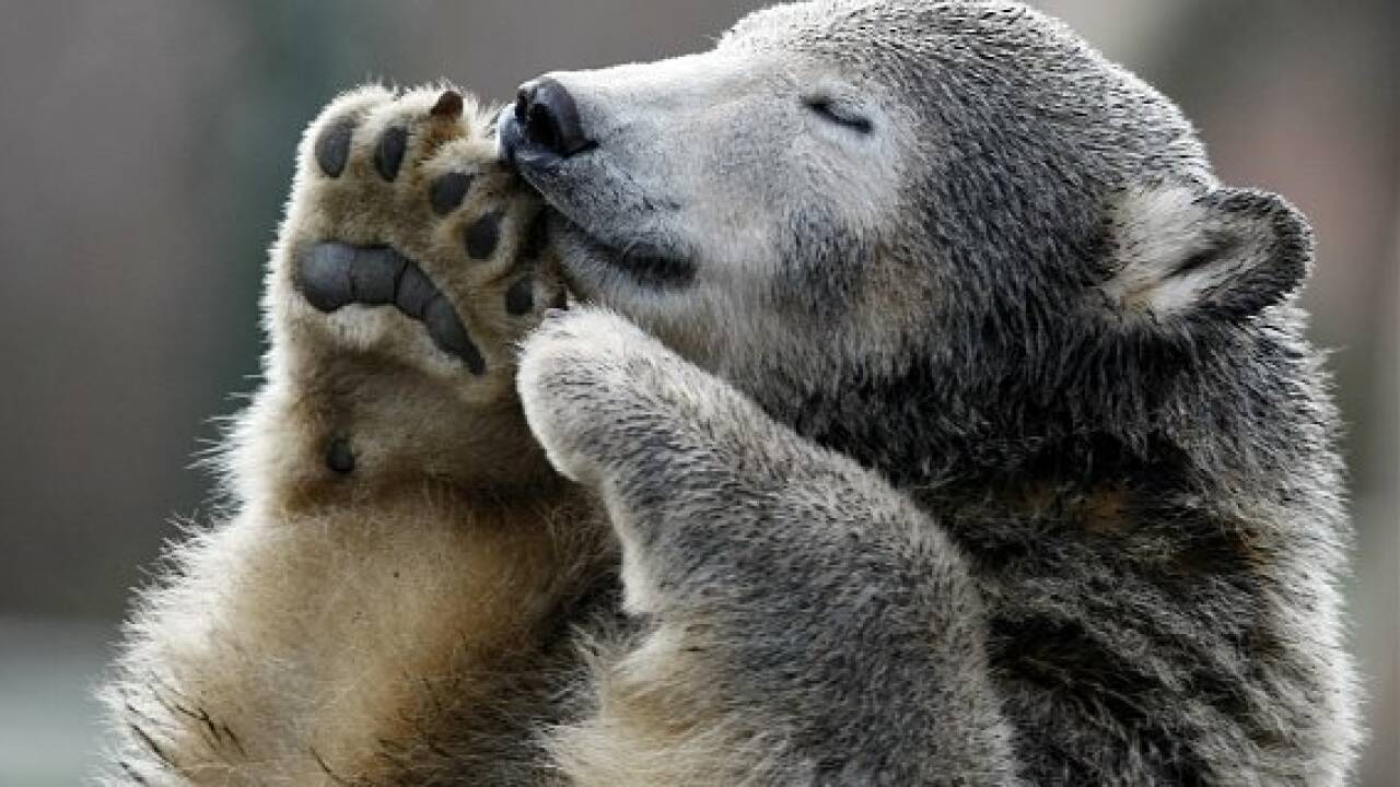 Eisbär Knut als Präparat in Berliner Museum