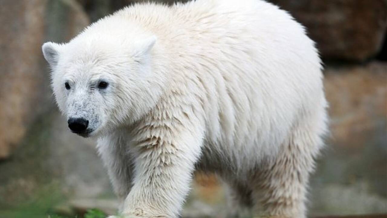 Eisbär Knut als Präparat in Berliner Museum