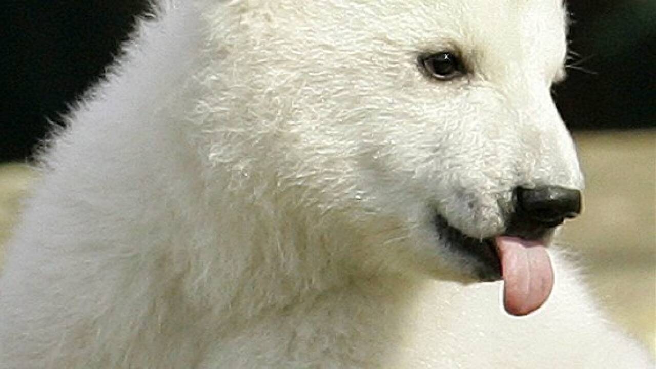 Eisbär Knut als Präparat in Berliner Museum